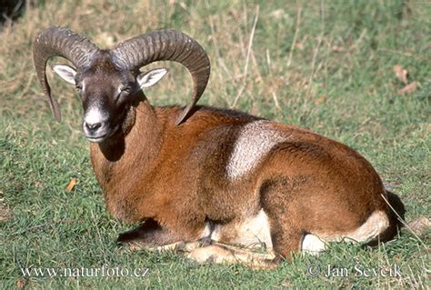 Mouflon Photos Mouflon Images Nature Wildlife Pictures Naturephoto