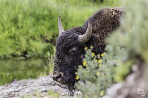 Finding And Photographing Yellowstone Wildlife Our Wander Filled Life