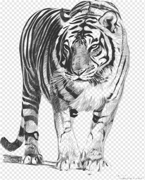 Top Imagen Dibujos De Tigres A Lapiz Thptnganamst Edu Vn