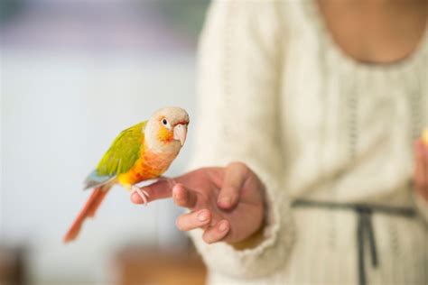 Cool Tricks You Can Teach Your Pet Bird Love Birds Pet Pet Birds