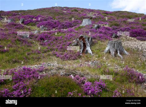 Traditional Pink Heather Covering Moorland In The Cairngorm National