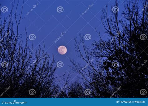 Beautiful Scenery Of The Full Moon In The Evening Sky With Trees In The
