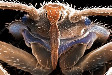 Bed Bug Cimex Lectularius Sem Stock Image C0367085 Science