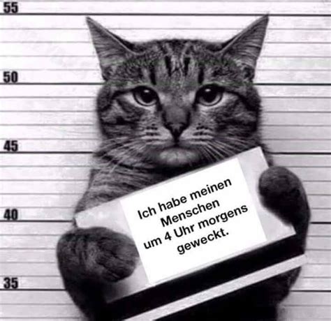 Pin By Susanne Doehmann On Funny Pics Funny Cat Memes Funny Animal