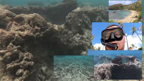 Our Coral Reefs Are Dying Hawaii Day 3 Youtube