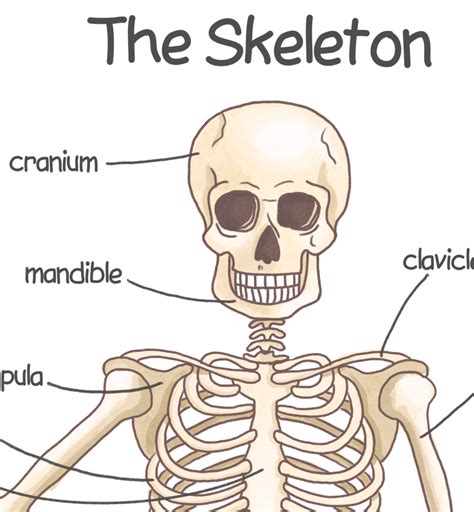 Human Skeleton Poster For Kids Human Bones Downloadable Prints Etsy Uk