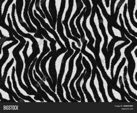 Black White Tiger Image And Photo Free Trial Bigstock