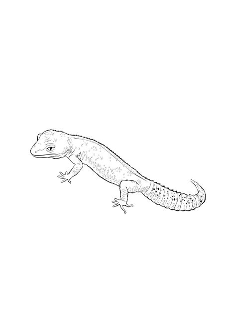 Dibujos De Gecko Para Colorear E Imprimir ColoringOnly