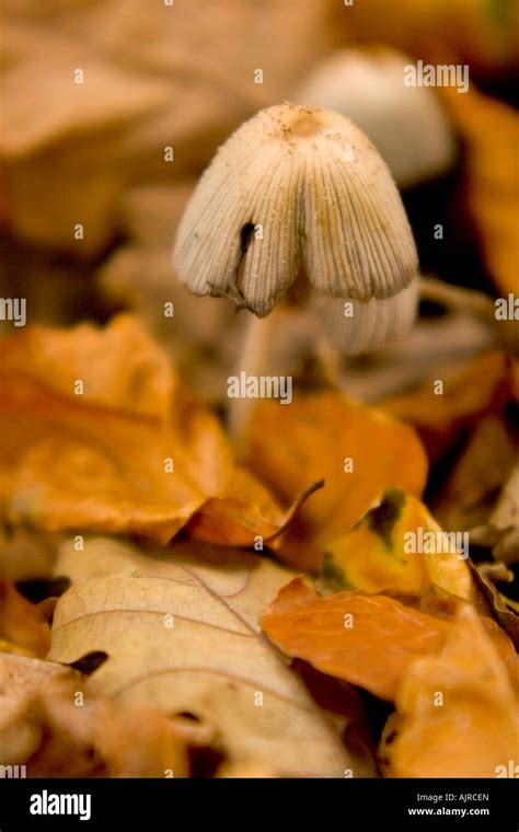 Liberty Capmagic Mushroom Psilocybe Semilanceata In Autumn Leaves