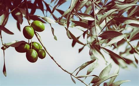 Free Image On Pixabay Olives Olive Tree Fruits A Tree Olivo