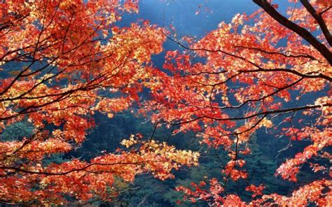 1920x1200 Japan Autumn Season Leaves Wallpapers Hd