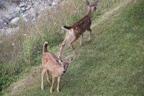 Two Deer Standing Next To Each Other On A Grass Covered Hillside