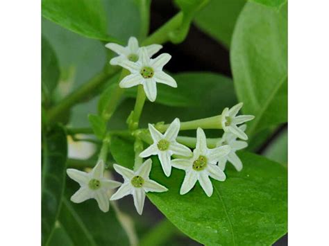 10 Night Blooming Jasmine Pictures And Photos 🍁 Green Gardens