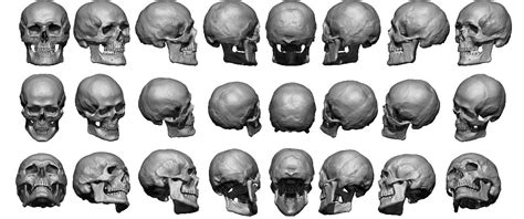 Screenshot By Lightshot Skull Anatomy Skull Reference Anatomy Drawing