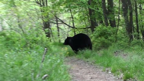 Black Bear Encounter 2013 Youtube