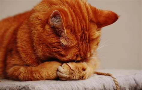 Terbaru 18 Gambar Kucing Sedih Yang Paling Dicari Gambar And Foto Naruto