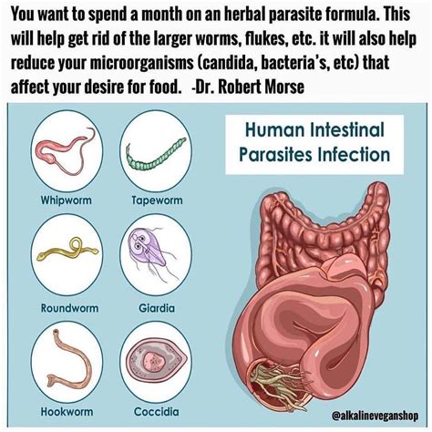 Repost Domingoslop3s Parasites Are Organisms That Live In And Feed Off A Living Host There