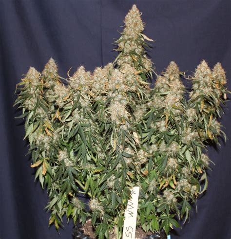 White Widow Autoflower Xxl Cannabis Harvest Growing Review Weedstockers