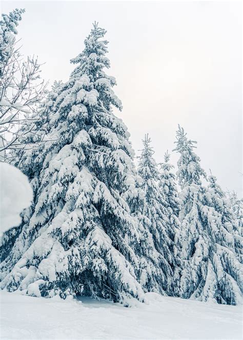 Beautiful Snowy Fir Trees In Frozen Mountains Landscape Christmas