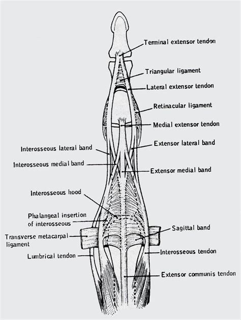 Triangular Ligament Of The Finger Prevents Volar Shifting Of The