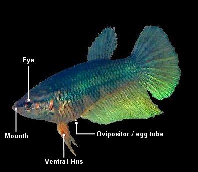 Berikut cara membuat abon ikan dari beragam bahan dasar ikan pilihan bisa kamu praktekkan langsung. Cara Menjaga Ikan Laga Dengan Baik Dan Betul - TaraHap