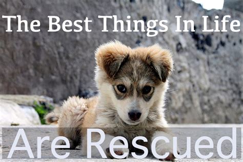 Inspirational Rescue Dog Quotes What Every Dog Deserves