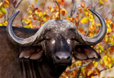 These african animals are rarely seen in isolation. South Africa Wildlife - South African Wildlife and ...