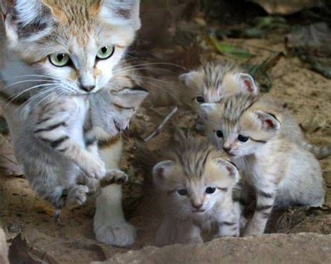Sand Cats 10 Of The Cutest Endangered Species Mnn