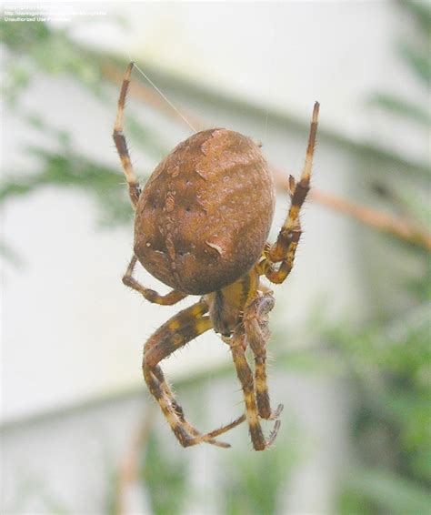 Can You Id This Florida Spider Off Topic Discussion Forum