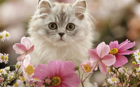 Cute Kitten Kittens Wallpaper 16122868 Fanpop