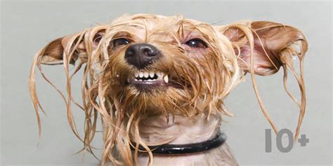 Mokrý Pes Jedinečné Obrázky Od Profesionální Fotografky Psí úsměv