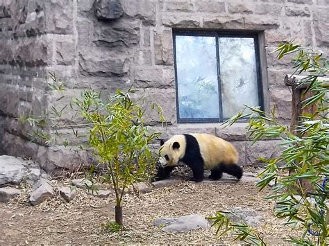 How To Visit The Giant Pandas When You Are Only Going To Beijing