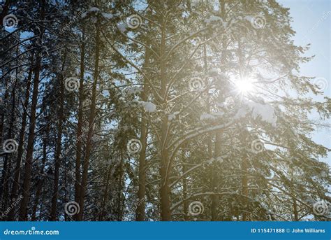 Winter Sunlight Sunbeam And Pine Trees In Natural Forest Stock Photo