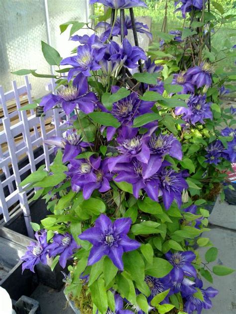Plant in full sun or partial shade. Clematis Multi-Blue - Taylors Clematis