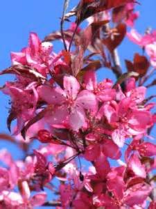 Learn about the royal raindrop crabapple available at the grass pad! Ornamental Tree List | Dammanns
