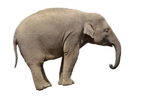 Elephant Png