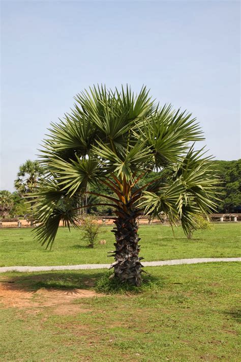Trees And Plants Cambodian Sugar Palm Tree