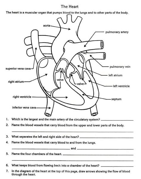Cardiovascular System Worksheets Middle School Worksheets Master