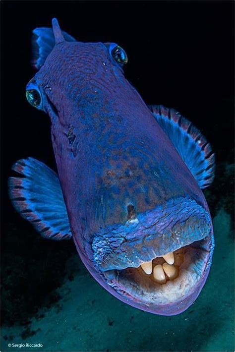 Blue Triggerfish Beautiful Sea Creatures Deep Sea Creatures Ocean