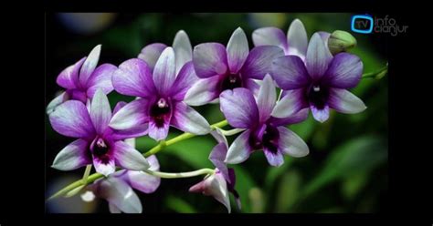 Gambar bunga orkid paling cantik. Gambar Bunga Anggrek Paling Cantik