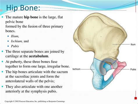 Ppt Appendicular Skeleton Pelvic Girdle And Lower Limbs Powerpoint