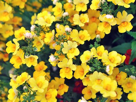 What Is Nemesia Learn About Nemesia Growing Conditions