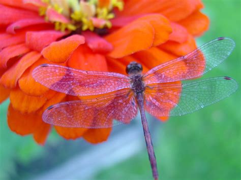 Photo Of Dragonfly On Flower Dragonfly Flower By Vonawes On
