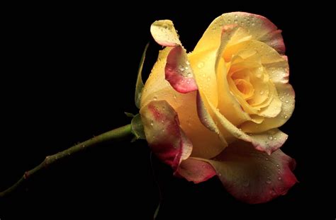 Yellow Roses Wallpapers Wallpaper Cave