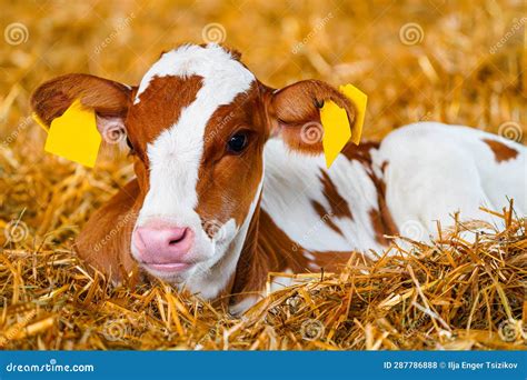 Close Cute Young Calf Lies In Straw Calf Lying Inside Dairy Farm In