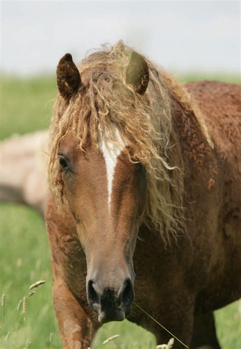 American Bashkir Curly Horse Registry Curly Horse Horses Horse Breeds