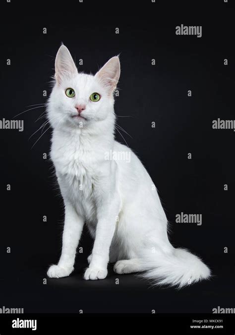 Black And White Turkish Angora Cat