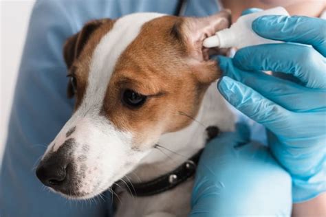 Ear Infections In Dogs Fairhaven Vets