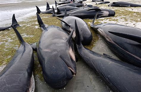 New Zealand 400 Whales Wash Up Dead In 3rd Largest Mass Beaching In