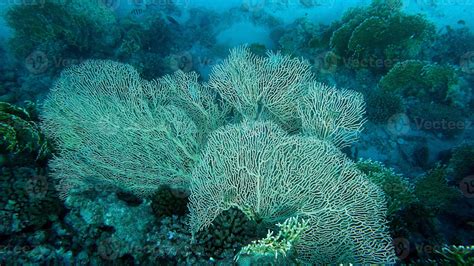 Beautiful Coral Reefs Of The Red Sea 8386180 Stock Photo At Vecteezy